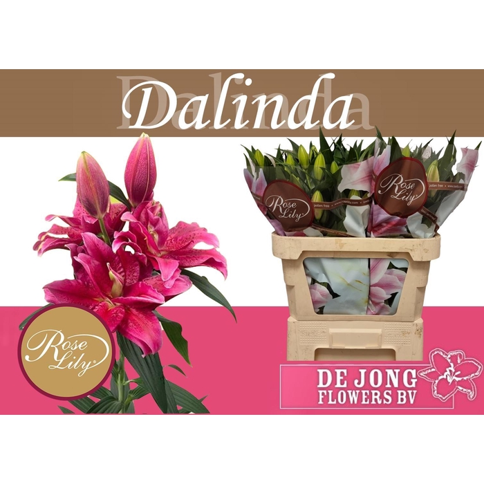 <h4>Li Or Du Rl Dalinda</h4>