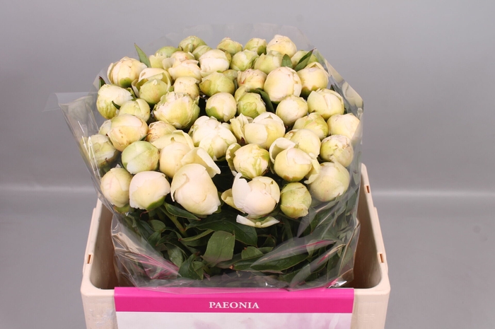 <h4>Paeonia Brother Chuck</h4>