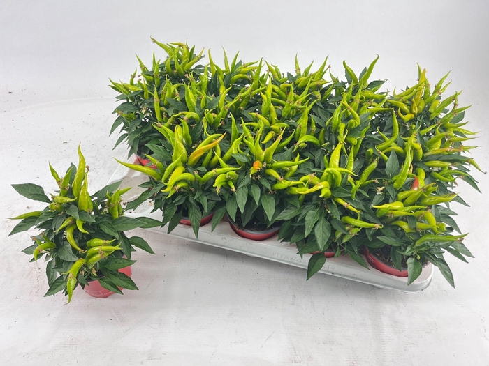 <h4>Capsicum Joker Red</h4>