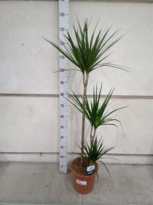 <h4>Dracaena marg.</h4>