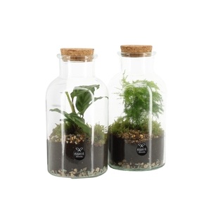 90578: Terrarium arrangement