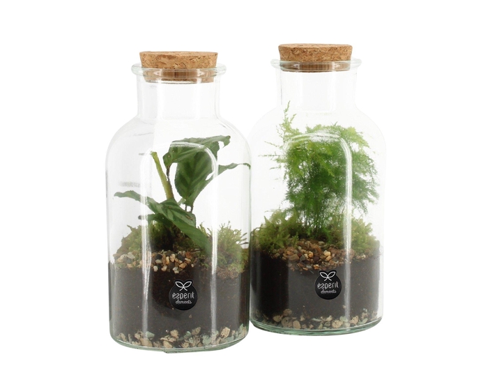 <h4>90578: Terrarium arrangement</h4>