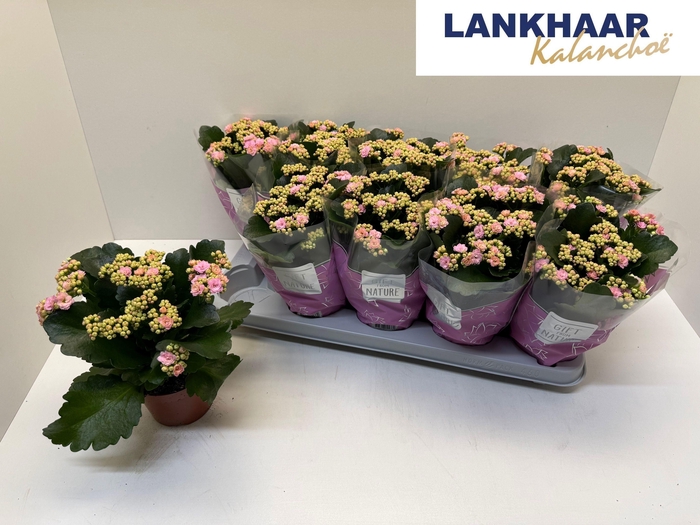 <h4>KAL GE PERFECTA PINK</h4>