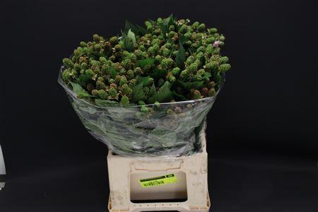 <h4>Bramen ( Rubus ) 50cm</h4>