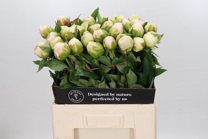 <h4>Paeonia Mothers Choice</h4>