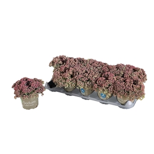 SEDUM CAUT LIDAKENSE