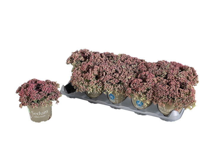 <h4>SEDUM CAUT LIDAKENSE</h4>