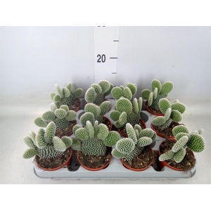 Opuntia microdasys 'Albispina'