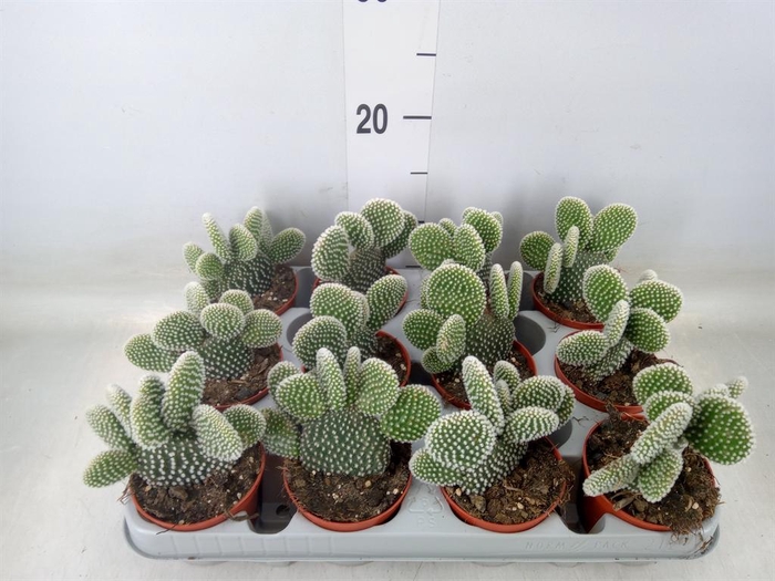 <h4>Opuntia microdasys 'Albispina'</h4>