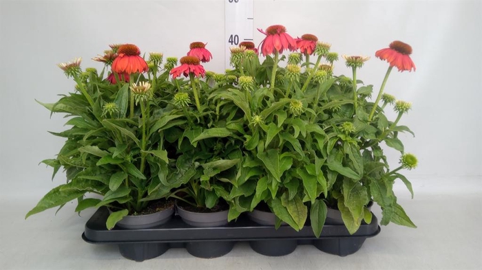 <h4>Echinacea purp.</h4>