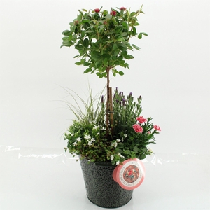 Arr.   Tuinplanten H%