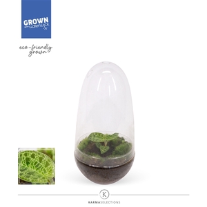 Jewel Orchid - KARMA Emerald| Macodes | Terrarium | Veenvrij