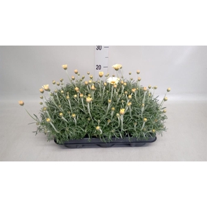 Rhodanthemum hosm. 'Zagora Orange'