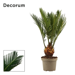 Cycas revoluta 9 cm, 4+ veren (Decorum)