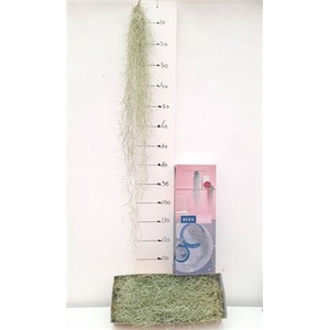 Till Usneoides Xxl 100cm