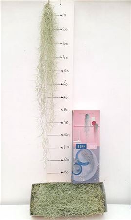 <h4>Till Usneoides Xxl 100cm</h4>
