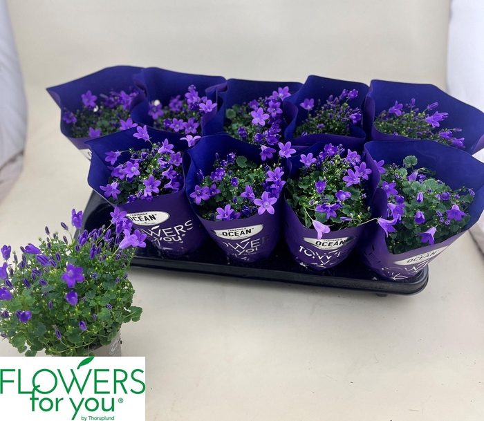 <h4>arr8 Camp Por Ocean</h4>