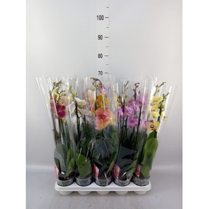 Phalaenopsis   ...mix