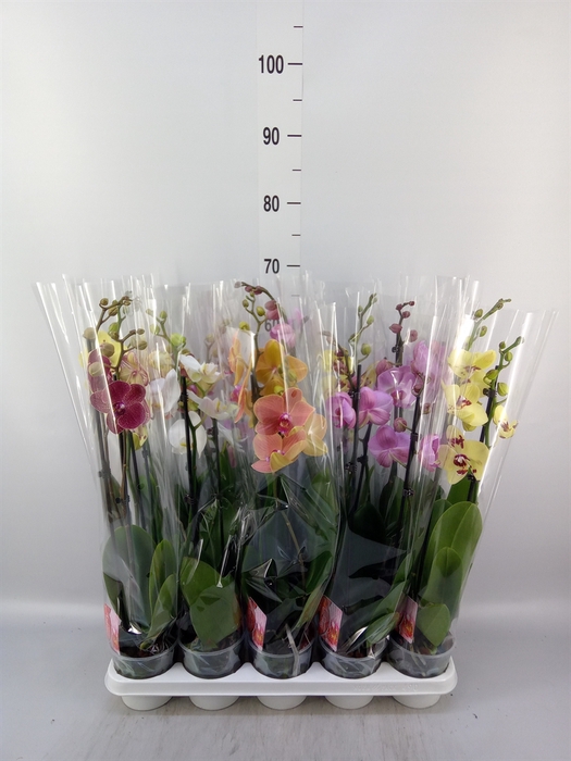 <h4>Phalaenopsis   ...mix</h4>