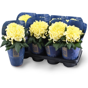 Chrysanne CoCo Cream