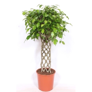 Ficus Exotica