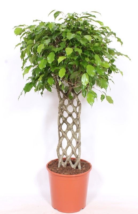 Ficus Exotica