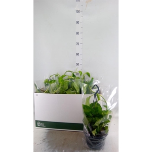 Epipremnum pinn. 'Global Green'