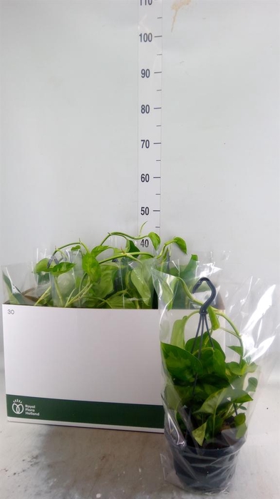 <h4>Epipremnum pinn. 'Global Green'</h4>