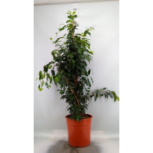 Ficus benja. 'Danielle'