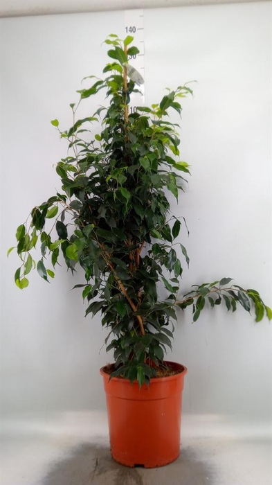 <h4>Ficus benja. 'Danielle'</h4>