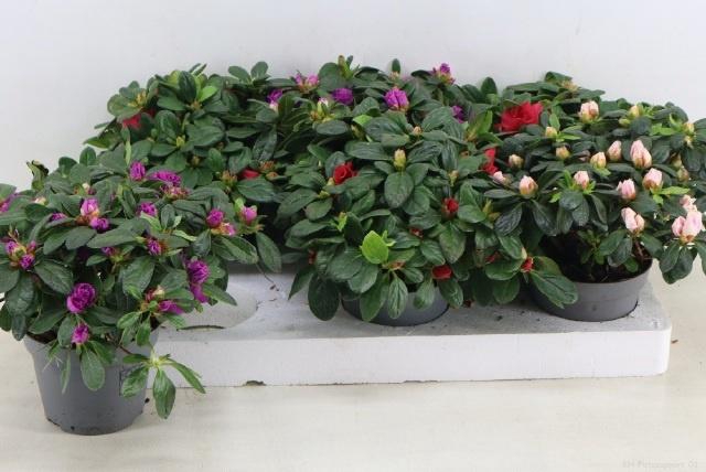 <h4>RHODO SI GEM</h4>