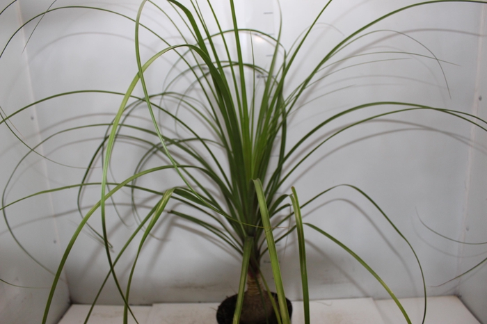 <h4>BEAUCARNEA P17</h4>