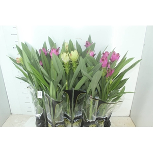 CURCUMA P12