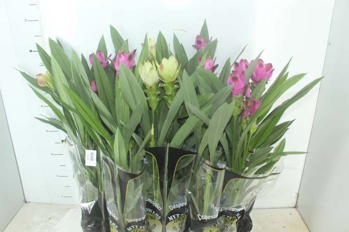 <h4>CURCUMA P12</h4>