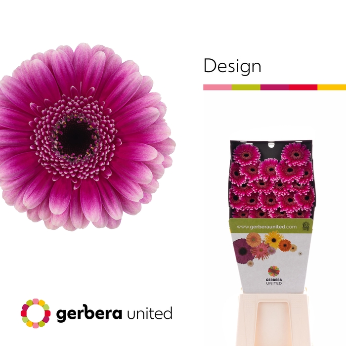 <h4>Germini Design Diamond</h4>