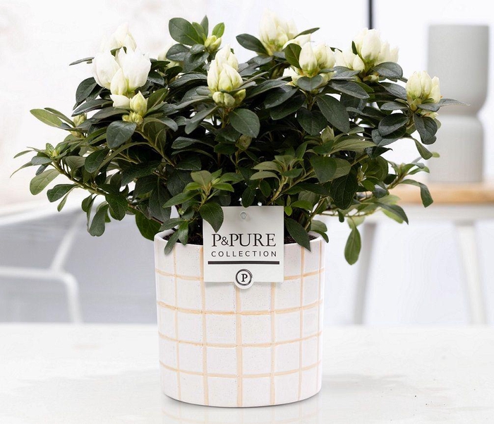 <h4>1st class Azalea white in P&PURE Tirza ceramics</h4>