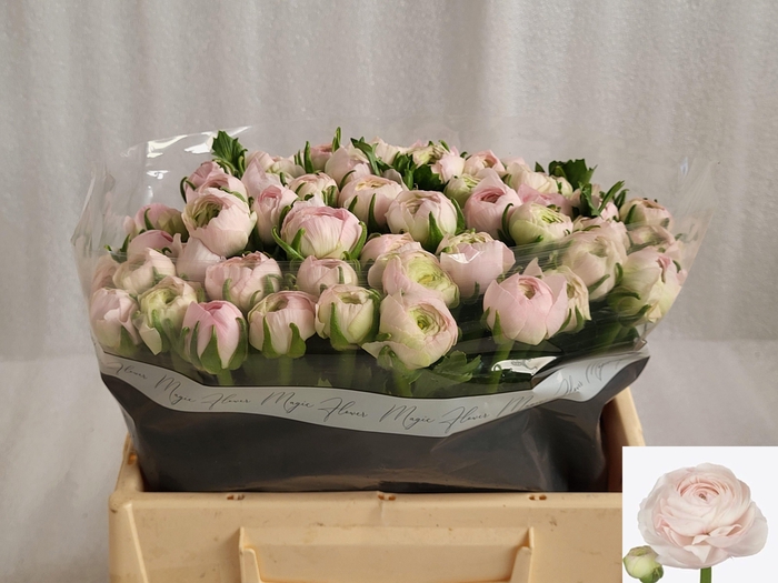 <h4>RAN SU LADY</h4>