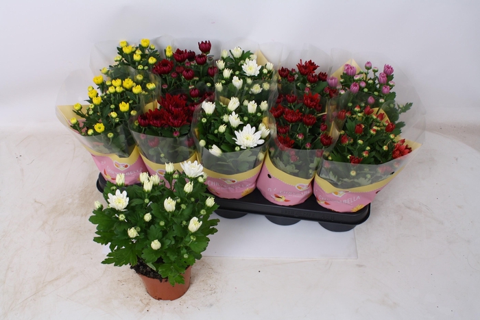 <h4>CHRYS GEVULDBL GEM</h4>