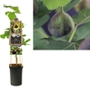 Ficus carica 'Rouge de Bordeaux' 3.0 label