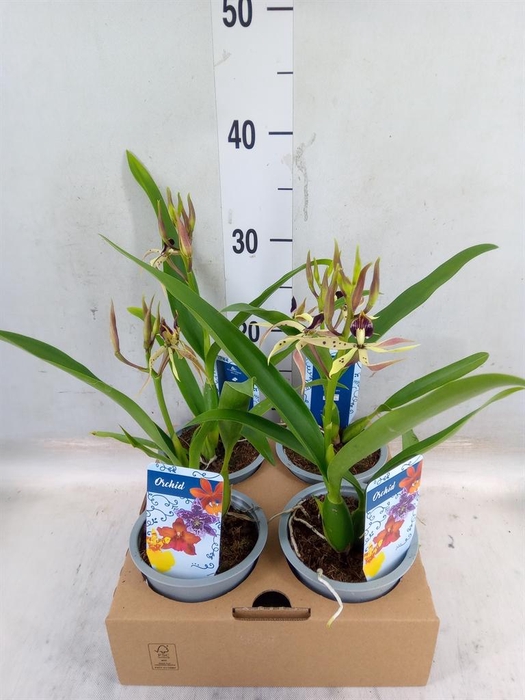 <h4>Orchideeen   ...</h4>