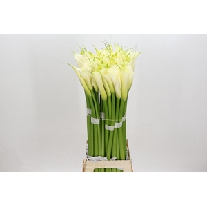 Zantedeschia Eydolls White