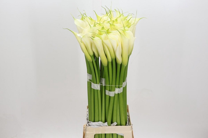 Zantedeschia Eydolls White