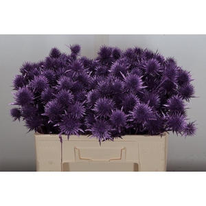 Eryn Ov Klb Metal Paars