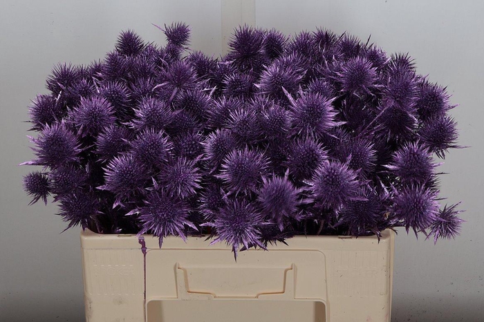 <h4>Eryn Ov Klb Metal Paars</h4>