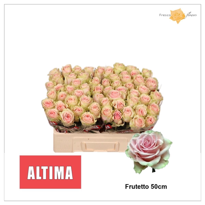 <h4>R GR FRUTTETO</h4>