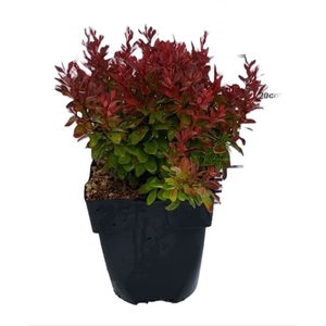 Berberis thunbergii 'Ruby Star'® P17