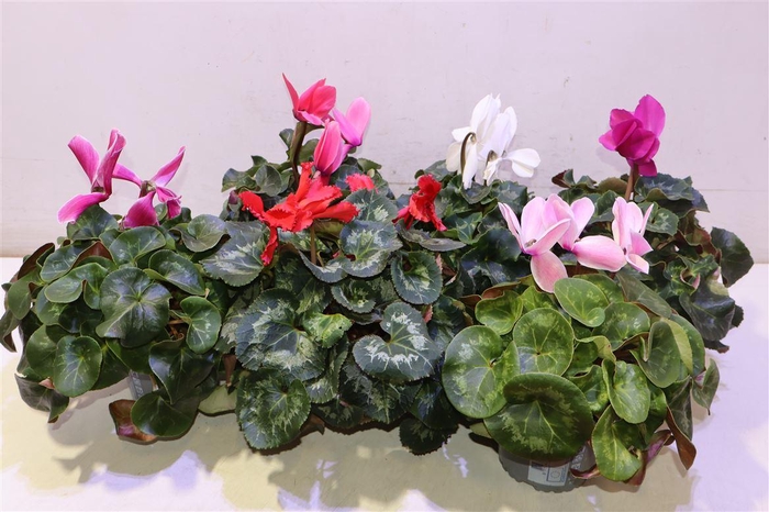 <h4>arr8 Cycl Gr Sup Xl</h4>