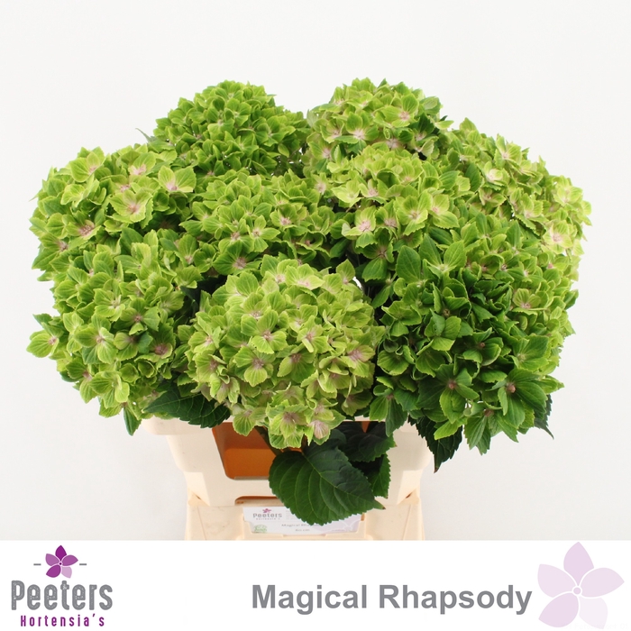 <h4>HYDR M MAG RHAPSODY</h4>