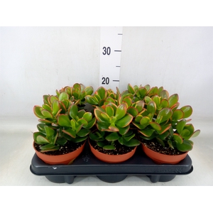 Crassula ovata 'Sunset'