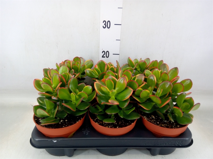 <h4>Crassula ovata 'Sunset'</h4>